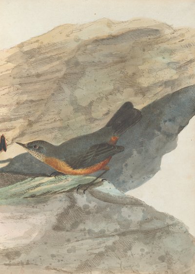 Tordo delle rocce. Lewin, John. Uccelli del Nuovo Galles del Sud con la loro storia naturale. Sydney: G. Howe, 1813 da John William Lewin